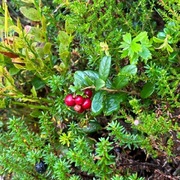 Tyttebær (Vaccinium vitis-idaea)