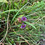 Korsknapp (Glechoma hederacea)