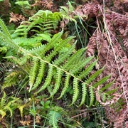 Smørtelg (Oreopteris limbosperma)