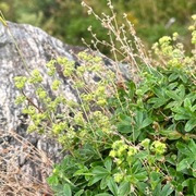 Alpine Lady's-mantle (Alchemilla alpina)