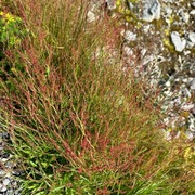 Småsyre (Rumex acetosella)