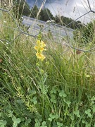 Lintorskemunn (Linaria vulgaris)