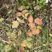 Bringebær (Rubus idaeus)