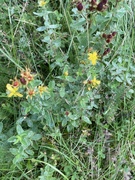 Firkantperikum (Hypericum maculatum)