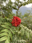 Rogn (Sorbus aucuparia)