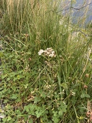 Ryllik (Achillea millefolium)