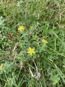 Firkantperikum (Hypericum maculatum)