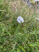 Ryllikslekta (Achillea)