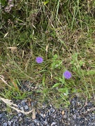 Blåknapp (Succisa pratensis)