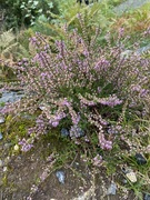 Røsslyng (Calluna vulgaris)