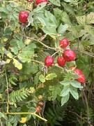 Kjøttnype (Rosa dumalis)