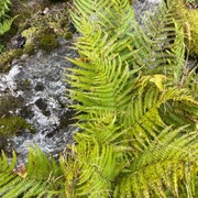 Skogburkne (Athyrium filix-femina)