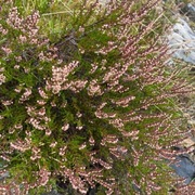 Røsslyng (Calluna vulgaris)