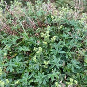 Alpine Lady's-mantle (Alchemilla alpina)