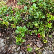 Tyttebær (Vaccinium vitis-idaea)