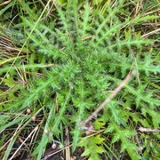 Myrtistel (Cirsium palustre)