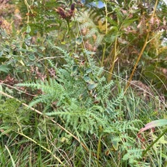 Bergperikum (Hypericum montanum)
