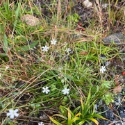 Småsmelle (Silene rupestris)