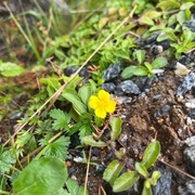 Skogfredløs (Lysimachia nemorum)