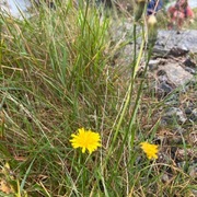 Nagleløvetann (Taraxacum unguilobum)