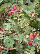 Bustnype (Rosa mollis)