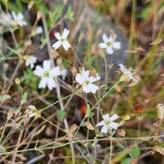 Småsmelle (Silene rupestris)