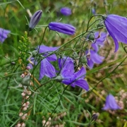 Blåklokke (Campanula rotundifolia)