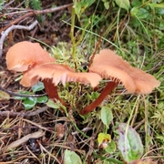 Soppriket (Fungi)