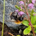 Åkerhumle (Bombus pascuorum)