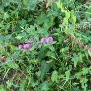 Rødkløver (Trifolium pratense)