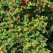 Rynkerose (Rosa rugosa)