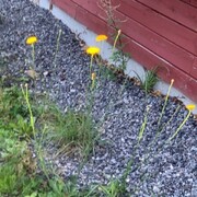 Flekkgrisøyre (Hypochaeris maculata)