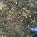 Svartfuru (Pinus nigra)