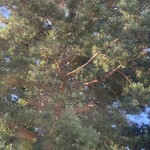Svartfuru (Pinus nigra)