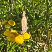 Rappringvinge (Maniola jurtina)