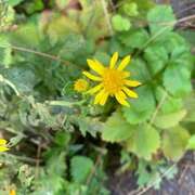 Landøyda (Senecio jacobaea)