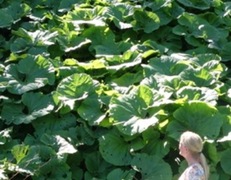 Japanpestrot (Petasites japonicus)