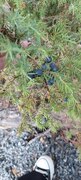 Karsporeplanter (Pteridophyta)
