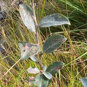 Heivier (Salix repens)