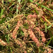 Småsyre (Rumex acetosella)