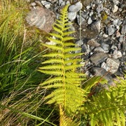 Smørtelg (Oreopteris limbosperma)