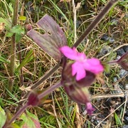 Rød jonsokblom (Silene dioica)