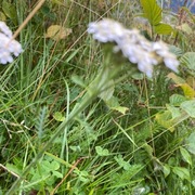 Ryllikslekta (Achillea)