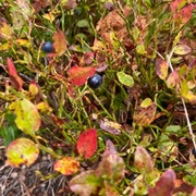 Blåbær (Vaccinium myrtillus)