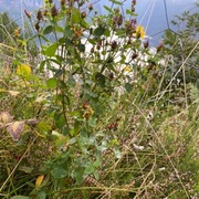 Firkantperikum (Hypericum maculatum)