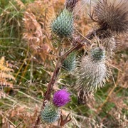 Veitistel (Cirsium vulgare)