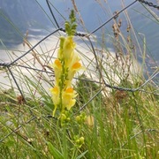 Lintorskemunn (Linaria vulgaris)