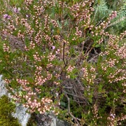 Røsslyng (Calluna vulgaris)