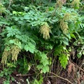 Skogskjegg (Aruncus dioicus)