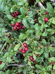 Tyttebærmispel (Cotoneaster hjelmqvistii)